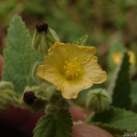 Sida cordifolia L.